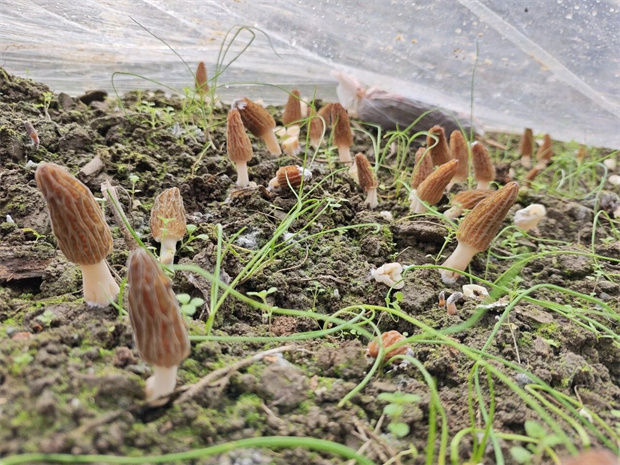 怒江旅游：春滿怒江丨春日“鮮味”上線